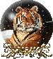 tigerinsnow.gif