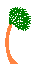 windblown palm