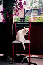 catchair