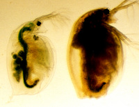 daphnia