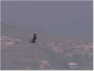 falco.jpg (2637 byte)