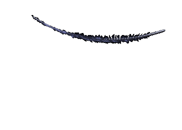 feather
