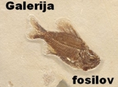 Spoznajte �udovit svet fosilov