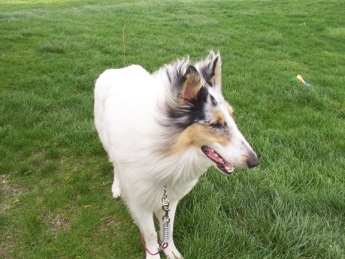 my other dog