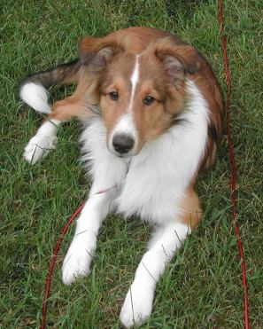 my dog