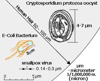 germs, cell size