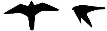 Falcons