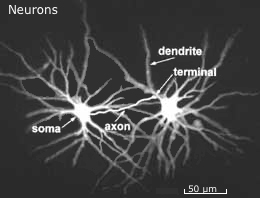 neurons