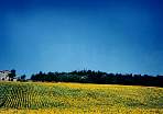 TuscanySunflowers.jpg