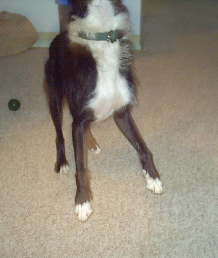 Yay!  I like to jump and play.