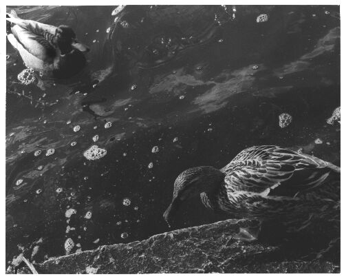 ducks on Lake Mendota