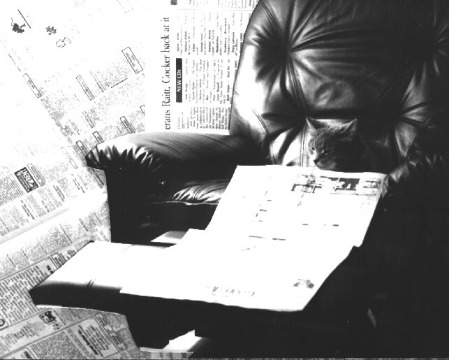 Ashley the cat reading the news