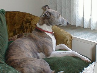 Merlin relaxing