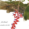 Aechmea warasii