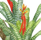 Aechmea chantinii
