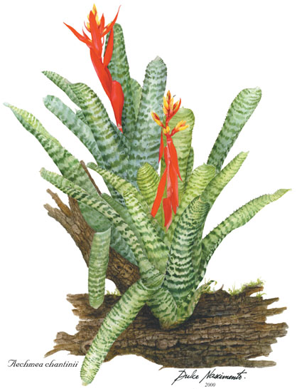 Aechmea