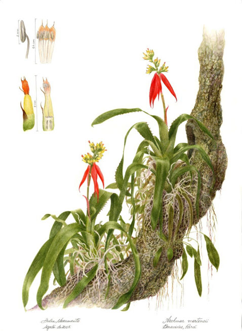 Aechmea mertensii