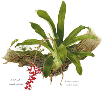 Aechmea warasii