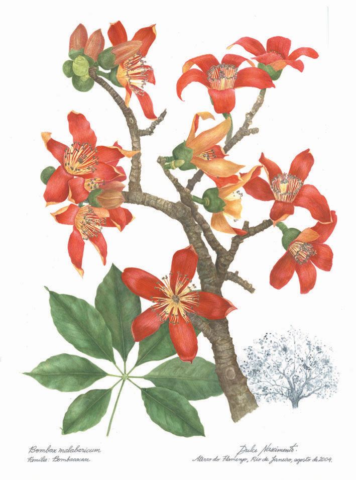 Bombax malabaricum