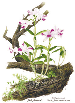 Cattleya