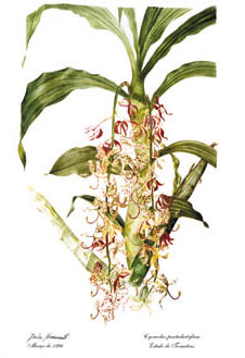 Cycnoches pentadactylum