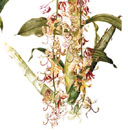 Cycnoches pentadactylum