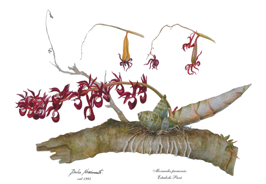 Mormodes