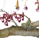 Mormodes paraensis