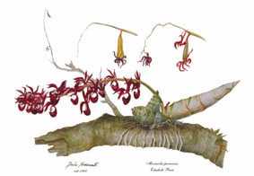 Mormodes paraensis