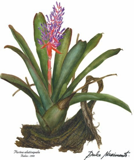 Portea alatisepala
