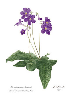 Streptocarpus X kewensis