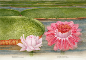 Victoria amazonica