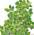 Rhus kearneyi