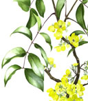Chamaecrista ensiformis 