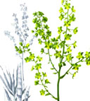 Cyrtopodium paranaense