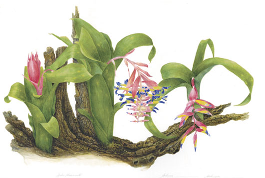 Bilbergia sp