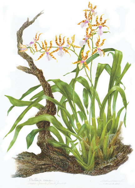 Miltonia clowesii