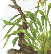 Miltonia clowesii