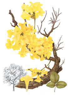 Tabebuia ochracea 