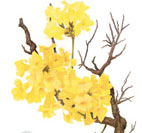Tabebuia ochracea
