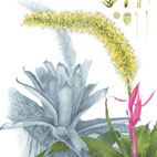 Catasetum macrocarpum