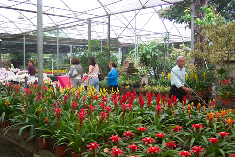 Mania de Bromélias