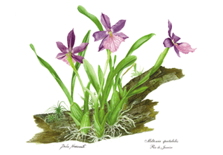 Miltonia spectabilis