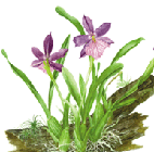 Miltonia spectabilis