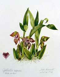 Galleottia negrensis