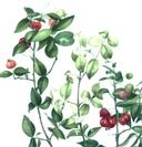 Eugenia uniflora