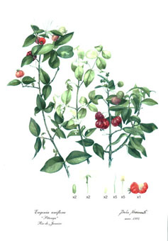 Pitanga