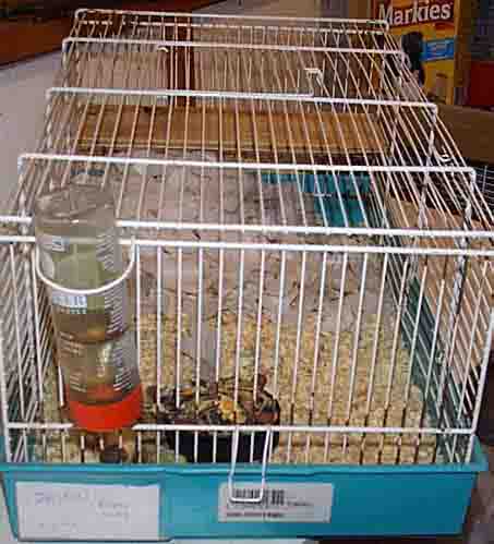 cage.jpg (88571 bytes)