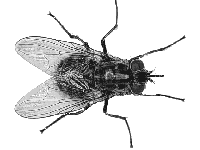 housefly