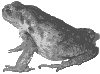 Toad